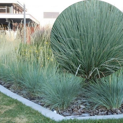 Helictotrichon sempervirens - Igihaljas kaerand P9/0,55L 